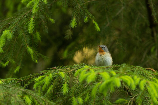 Curious Red-breasted flycatcher, Ficedula parva in a summery forest in Estonian nature. 