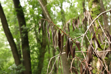 Dried leaves in early autumn, green woods atmosphere 