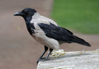 City hooded crow