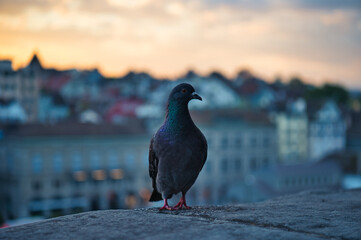 City pigeon on stone wall in the morning 