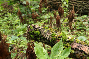 Mossy forest in late summer, early fall