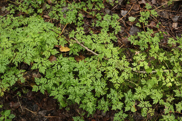 Geranium robertianum top view in autumn forest 