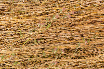 Flowers on dry grass