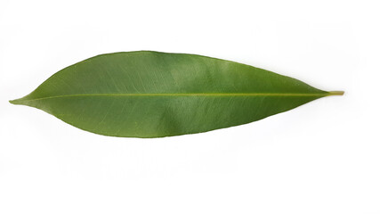 Syzygium Cumini Java Plum Tree leaf Isolated on White Background