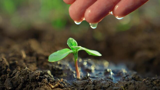 agriculture. farmer hand watering a plant sprout. nature earth agriculture business concept. sprout plant sapling close-up in ground water. drops farmer hand watering plant sprout on a black soil