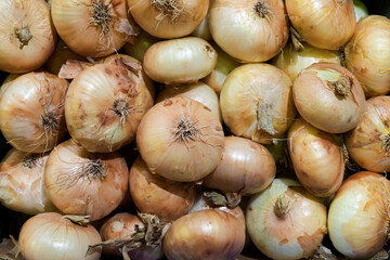 Conjunto de cebollas a granel