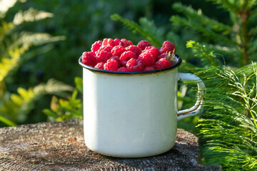 Freshly picked Wild Rasberry, Rubus idaeus fruit in a white metal cup in Estonia, Northern Europe.
