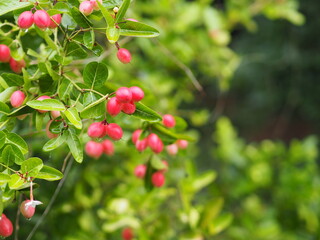Karonda Fruit, Carissa carandas L. Karanda; Carunda; Christ's thorn, Apocynaceae tree blooming in garden on blurred of nature background