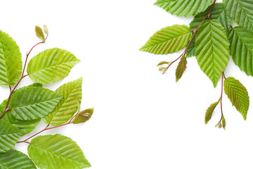 Hornbeam Twigs Isolated On White Background