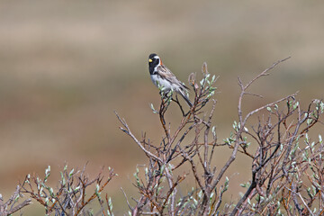 Lapland longspur on the tundra in Sweden.