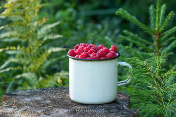 Freshly picked Wild Rasberry, Rubus idaeus fruit in a white metal cup in Estonia, Northern Europe.
