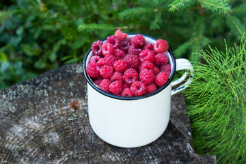 Freshly picked Wild Rasberry, Rubus idaeus fruit in a white metal cup in Estonia, Northern Europe.
