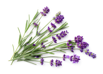 Lavender Isolated On White Background Flat Lay