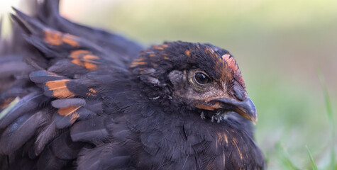Portrait of a chicken on farm.