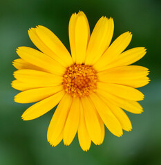 Yellow flower in the park in summer.