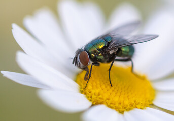 Fly on a chamomile flower.
