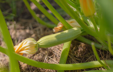 Obraz premium Zucchini grows in the ground in the garden.