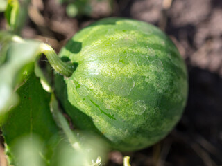Watermelon on the ground in a vegetable garden in summer.