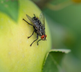 Fly on a green apple.