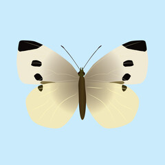 Print

Pieris rapae or small white butterfly. The insect is cut out on a blue background
