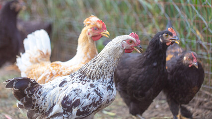 Portrait of a chicken on farm.