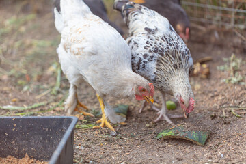 Portrait of a chicken on farm.