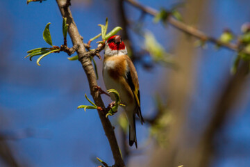 Goldfinch