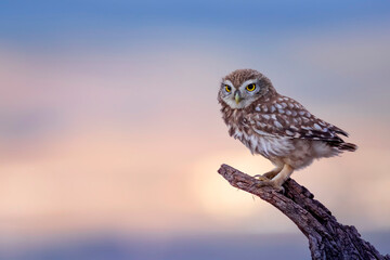 Little owl. Colorful sunset nature background. Athene noctua.   - obrazy, fototapety, plakaty