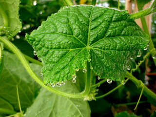 vegetables and fruits grown in your garden, red currants, cucumbers and strawberries, snail and strawberries, crop pest control, grow vegetables and fruits for yourself or for sale, green fruit plants