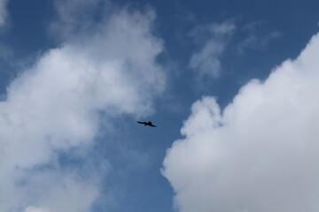 Eagle Flying in White Clouds