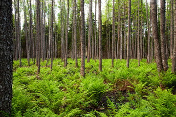 A view to freshly thinned softwood forest in Estonia, Northern Europe.  - obrazy, fototapety, plakaty