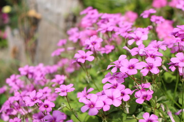 Obraz premium 色とりどりの花 日本の四季