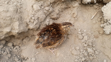 Grey Perdicinae Francolin Bird on Fullers Earth