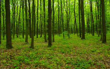 Obraz premium Forest trees in spring