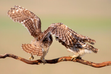 Little owl. Colorful nature background. Athene noctua.  