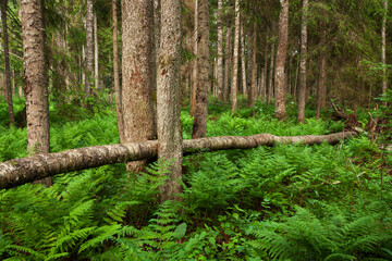 A lush and green Estonian old-growth forest with decaying and old trees during a summer evening.	