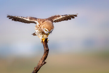 Little owl. Colorful nature background. Athene noctua.  