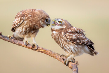 Little owl. Colorful nature background. Athene noctua.  