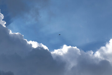 Eagles Flying in the Clouds Blue Sky