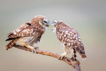 Little owl. Colorful nature background. Athene noctua.  