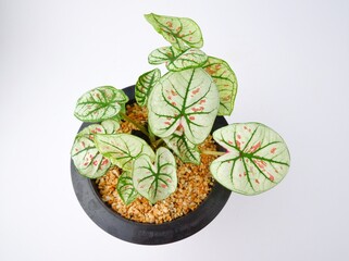 Caladium,Elephant Ear,Colocasia esculenta, bon tree, Strawberry Star has beautiful leaves with pink spots on the leaves on pot on white background