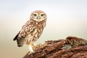 Little owl. Colorful nature background. Athene noctua.  