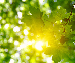 Fototapeta na wymiar Green leaves and sun