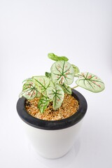 Caladium,Elephant Ear,Colocasia esculenta, bon tree, Strawberry Star has beautiful leaves with pink spots on the leaves on pot on white background