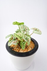 Caladium,Elephant Ear,Colocasia esculenta, bon tree, Strawberry Star has beautiful leaves with pink spots on the leaves on pot on white background