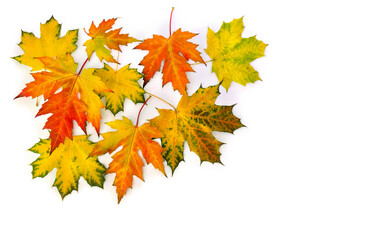 Autumn maple leaves on white background with space for text. Top view, flat lay