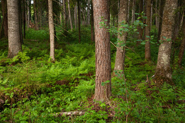 A lush and green Estonian old-growth forest with decaying and old trees during a summer evening.	