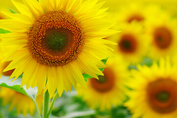Obraz premium close-up sunflower in a field