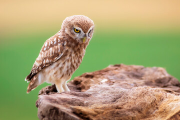 Little owl. Colorful nature background. Athene noctua.  