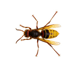 hornet isolated on white